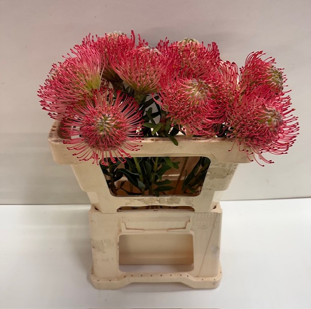 Nutans ayoba pink.jpg